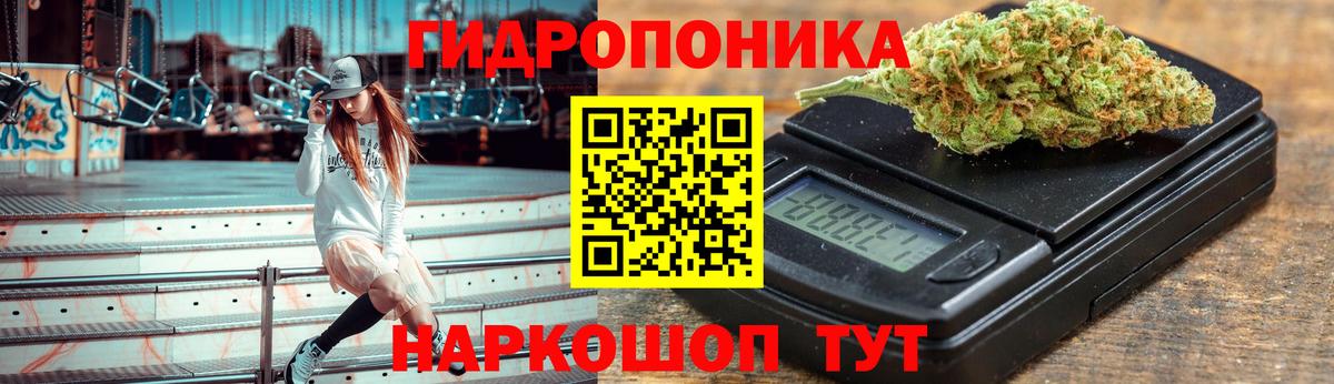 Конопля гибрид Грозный